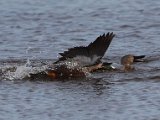 jan 156  Cape shovelers fighting : jan